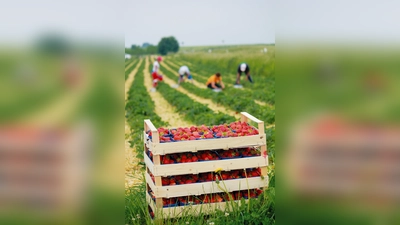 Zum Angebot des Trendelburger Sonntagsmarktes gehören frische, regionale Lebensmittel, beispielsweise Erdbeeren. (Foto: privat)